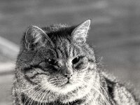 Struppi  PENTAX K-3 Mark III Monochrome, SMC PENTAX-FA 1.8/77 AL Limited   - 31.12.2025 -