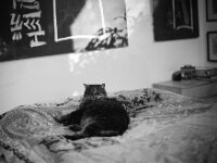 Struppi  Pentax 67II, Super-Multi-Coated TAKUMAR/6x7 2.8/150, KODAK TRI-X 400  - 27.12.2025 -