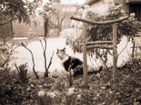 Lilly im Vorgarten  Pentax LX, SMC 2.0/35; Fuji Acros @50