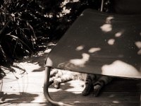 Vier Pfoten unterm Liegestuhl  Fuji GS645S professional,  Rollei RPX 100 : Licht und Schatten, Garten Erlenstraße, Holzplattform, Liegestuhl, Mito, Kater, Katze