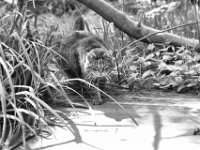 Struppi kommt ...  PENTAX K-3 Mark III Monochrome, HD PENTAX - D FA* 1.4/50 SDM AW  - 25.04.2026  -