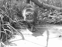 ... näher ...  PENTAX K-3 Mark III Monochrome, HD PENTAX - D FA* 1.4/50 SDM AW  - 25.04.2026  -