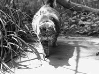 ... und sagt was Sache ist  PENTAX K-3 Mark III Monochrome, HD PENTAX - D FA* 1.4/50 SDM AW  - 25.04.2026  -