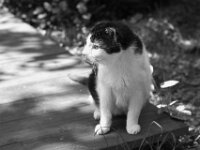 Harlekin beobachtet Struppi  PENTAX K-3 Mark III Monochrome, HD PENTAX - D FA* 1.4/50 SDM AW  - 25.04.2026  -