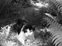 Harlekin  PENTAX K-3 Mark III Monochrome, HD PENTAX - D FA* 1.4/50 SDM AW  - 25.04.2026  -