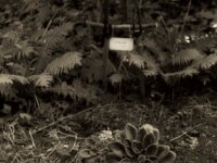 Struppi an Harlekins Grab  PENTAX K-3 Mark III Monochrome, HD PENTAX - DA* 2.8/16-50 ED PLM AW  - 14.07.2026 -