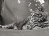 Struppi  PENTAX K-3 Mark III Monochrome, HD PENTAX - D FA* 1.4/50 SDM AW  - 27.08.2026 -
