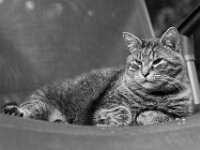 Struppi  PENTAX K-3 Mark III Monochrome, HD PENTAX - D FA* 1.4/50 SDM AW  - 27.08.2026 -
