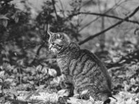 Mito  Yashica FR I, Zeiss Planar 1.4/50, ADOX CHS 100II   -10.04.2026 -