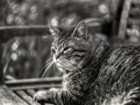 Struppi  Pentax LX, SMC PENTAX-FA 1.8/77 Limited, Kentmere Pan 400@200  - 28.04.2026 -