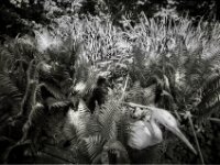 Struppi auf dem Teichsteg  Pentax MZ-S, SMC Pentax FA 1.9/43 Limited, Kentmere 100   - 02.05.2026 -