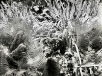 Struppi am Teich  Pentax MZ-S, SMC Pentax FA 1.9/43 Limited, Kentmere 100   - 02.05.2026 -