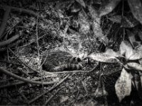 Mito  Pentax MZ-S, SMC Pentax FA 1.9/43 Limited, Kentmere 100   - 02.05.2026 -