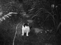 Harlekin  CHINON AUTO 3001 Multifocus, ADOX CHS 100II  - 24.05.2026 -