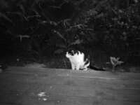 Harlekin  CHINON AUTO 3001 Multifocus, ADOX CHS 100II  - 24.05.2026 -
