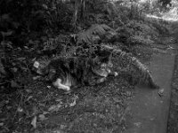 Middle  Pentax K2, SMC 2.8/24, Cokin Gelbfilter, Kentmere Pan 100  - 30.07.2026 -