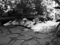 Spiel mit mir ....  Pentax MZ-S, SMC PENTAX-FA 1.8/77 Limited, Kentmere Pan 100  - 10.07.2026 -