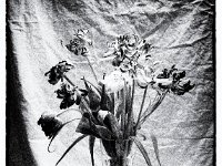 Withered tulips  Canham DLC 45; Apo Sironar-N 5.6/150, Ilford HP5plus@400 / Film noir Bearbeitung