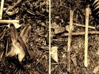 Tod und Bestattung der Großohrfledermaus  Sepia -antik
