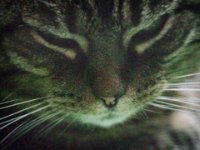 Alice  Pentax K-01, 600er Spiegel, Bearbeitung analog-classic   -07.03.2017 - : Alice, Katze, Katzen, Wohnung