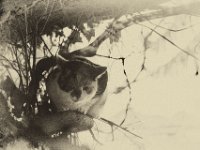 Lilly schaut durchs Fenster  Pentax K-1, FA 1.9/43 Limited, Bearbeitung als Fotoplatte  - 2.Januar 2018 - : Fenster, Juttas Katze, Katze, Katzen, Lilly