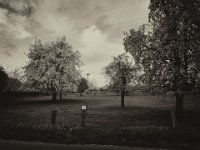 Storchennest auf Streuobstwiese  Retro - Fotoplatten Bearbeitung  - 24.04.2016 - : Apfelbaum, Bäume, Birnbäume, Blüte, Blüten, Storchennest, Streuobstwiese