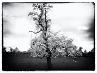 Vergängliche Blütenpracht  Film noir Bearbeitung - 24.04.2016 - : Apfelbaum, Bäume, Birnbäume, Blüte, Blüten, Morgenlicht, Straße, Streuobstwiese