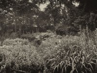 Gartenpanorama  Pentax K01, Fotoplatte Bearbeitung - 07.06.2016 - : Bäume, Erle, Essigbaum, Farn, Feige, Garten Erlenstraße, Gartenweg, Gartenzaun, Phlox, Schwertlilien