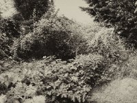 Garten  Pentax K01, Fotoplatten Bearbeitung - 07.06.2016 - : Blüten, Farn, Feige, Garten Erlenstraße, Pfeifenstrauch, Samthortensie, Torii, Wiese
