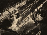Zwei Besucher  Pentax K-01, Fotoplatte Bearbeitung - 19.08.2016 - : Juttas Katze, Katze, Katzen