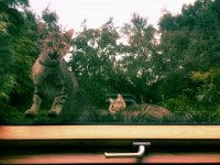 Shalin, einmal Fauchen  Pentax K-01, Grafische Bearbeitung  - 12.08.2017 - : Dachfenster, Fenster Ausblick, Kätzchen, Katze, Katzen, Shalin