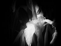 Schwertlilie  Pentax K01 - Lochkamera Bearbeitung - 27.05.2016 - : Blüten, Garten Erlenstraße, Schwertlilien