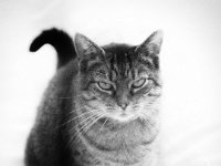 Alice  Pentax K-01, Lochkamera Bearbeitung - 02.07.2016 - : Alice, Katze, Katzen, Wohnraum, Wohnung