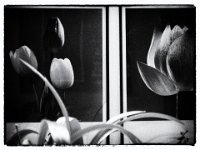 Tulips & Lotus  Pentax K-01, film noir Bearbeitung - 05.07.2016 - : Bild, Bilder, Bilderwand, Pflanze, Wohnung