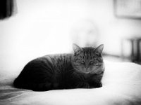 Alice  Pentax K-01, Lochkamera Bearbeitung - 03.10.2016 - : Alice, Katze, Katzen, Schlafzimmer, Wohnung