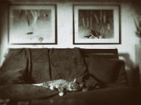 Sammy  Pentax K-01, Nassplatten Bearbeitung - 23.11.2016 - : Bilder, Futonsofa, Kater, Katze, Katzen, Sammy, Wohnraum, Wohnung