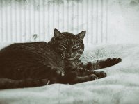 Alice  Pentax K-01, Bearbeitung Nassplatte  - 03.01.2017 - : Alice, Katze, Katzen, Schlafzimmer, Wohnung