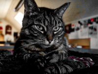 Alice  Pentax K-01, Grafische Bearbeitung   - 24.07.2017 - : Alice, Katze, Katzen, Wohnung