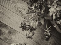 Verblüte Tulpen mit Katze Grey  Fotoplatten Bearbeitung  - 26.04:2016 - : Blüten, Katze, Katzen, Stillleben, Tulpen, Wohnung