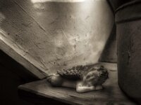 Angel  PENTAX K-3 Mark III Monochrome, SOLIGOR MC C/D WIDE-AUTO 2.8/20  - 15.12.2025 -