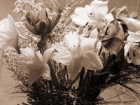 Blumenstrauß I  Canham DLC 45; Apo Ronar 9.0/300, Adox CHS100II@100 - 28.02.2017 -