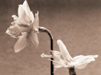 Narzissenblüten mit Schneckenfraß  Canham DLC 45; Tele-Xenar 5.5/240, Ilford HP5+@400