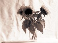 Sonnenblumen im Wasserglas  Canham DLC 45; Tele-Xenar 5.5/240, Kodak TXP320@200
