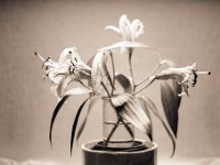 Lilien im Wasserglas  Pentax MZ-S, SMC FA  1.9/43 Limited, Gelbfilter, Ilford HP5plus@400 - 07.11.2016 -