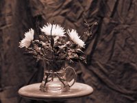 Weiße Chrysanthemen  Pentax 645N, 2.8/150, Ilford HP5+@400 - 09.02.2015 -