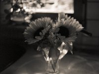 Sonnenblumen im Wasserglas  Pentax 645N, 2.8/75, Gelbfilter, Bergger Pancro 400@200
