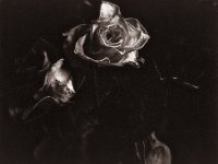 Dried Roses in Darkness  Canham DLC 45; Tele-Xenar 5.5/240, Bergger Pancro400  - 08.02.2022 -