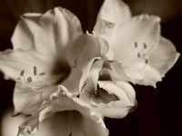 Amaryllis Blüten  Pentax K-1, HD Pentax- DFA* 1.4/50 SDM AW  -21.12.2019 - : Blüten, Amaryllis, Stillleben