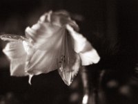 Ritterstern Blüten  Yashica FR 1, Zeiss Planar 1.4/50, Adox CHS100II  - 08.01.2021 -