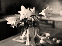 Lilien auf dem Tisch  Pentax 67II, SMC 2.4/105, Bergger Pancro400